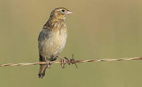 Southern Red Bishop