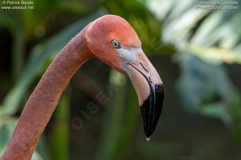 Flamant des Caraïbesadulte