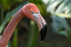 Flamant des Caraïbes