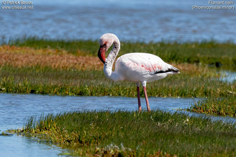 Flamant nainadulte