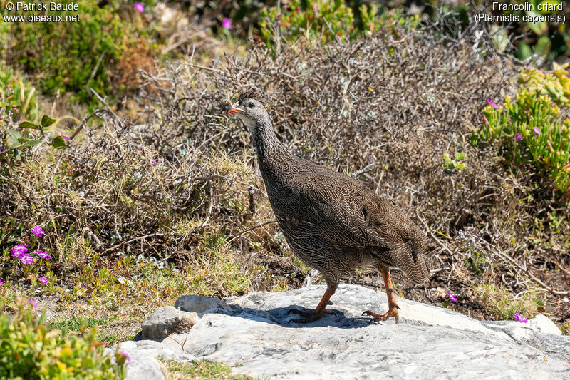 Cape Spurfowladult