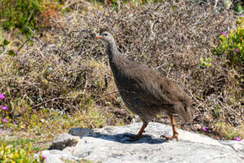 Francolin criard