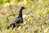 Francolin criard