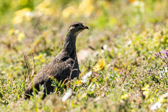 Francolin criard