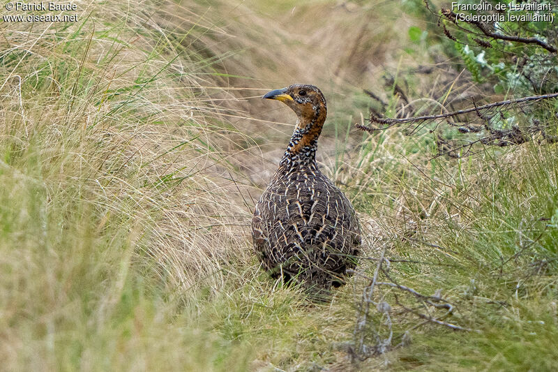 Francolin de Levaillantadulte