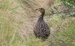 Francolin de Levaillant