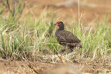 Francolin de Swainson