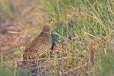 Francolin du Natal