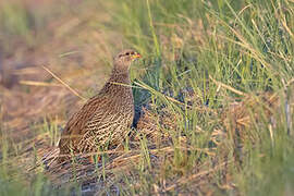 Natal Spurfowl