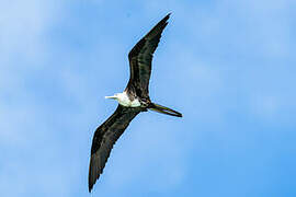 Magnificent Frigatebird