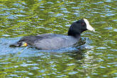 Gallinule d'Amérique