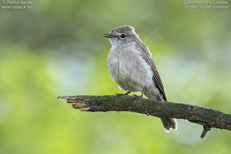 Ashy Flycatcheradult