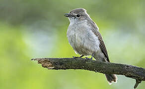 Ashy Flycatcher