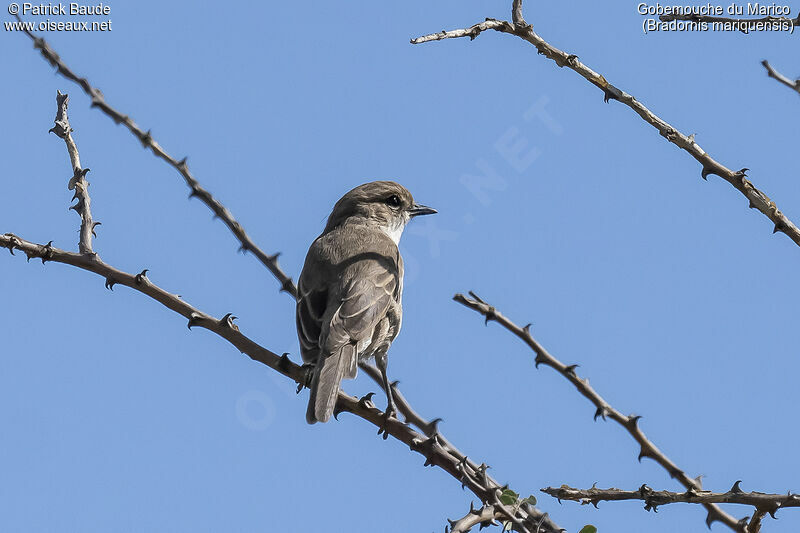 Marico Flycatcher