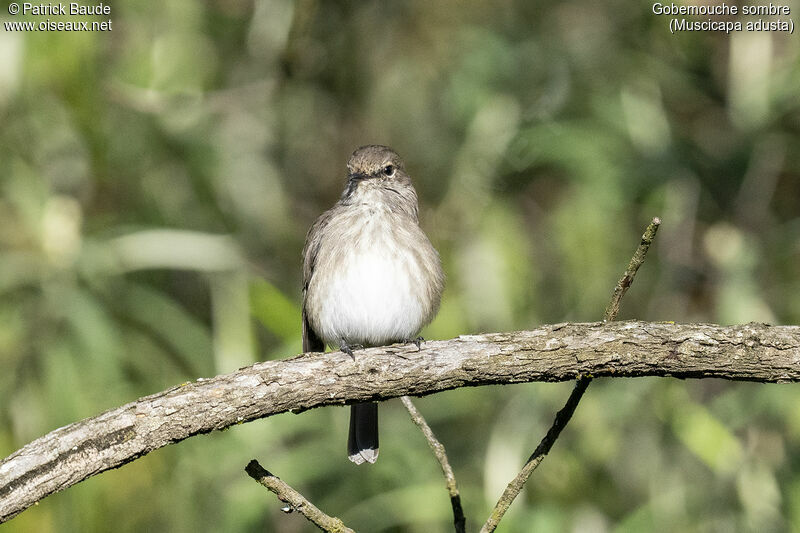 African Dusky Flycatcheradult