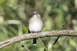 African Dusky Flycatcher