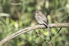 Gobemouche sombre