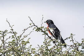 Crimson-breasted Shrike