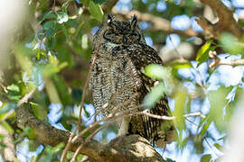 Spotted Eagle-Owl