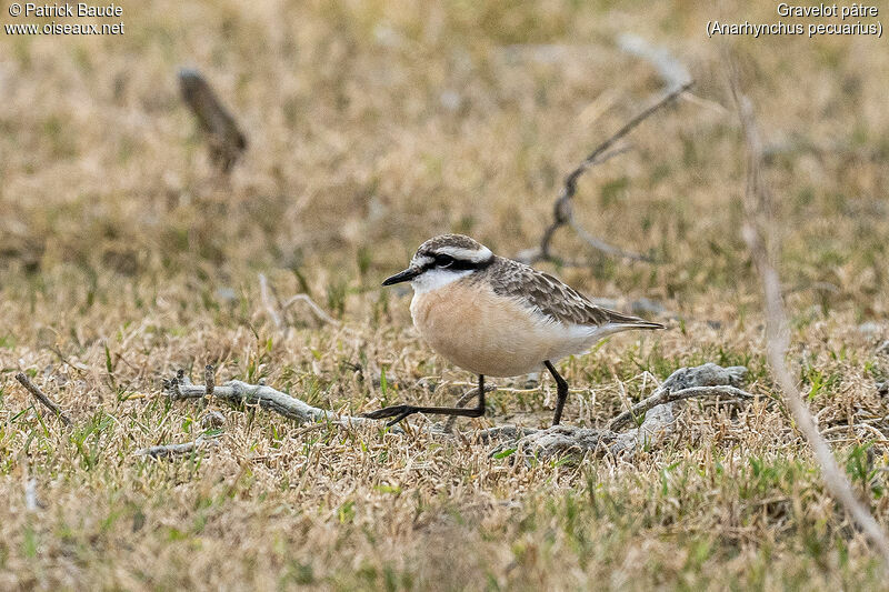 Gravelot pâtreadulte