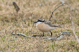 Kittlitz's Plover