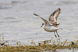 Kittlitz's Plover