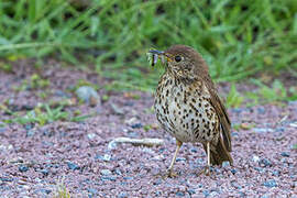 Song Thrush