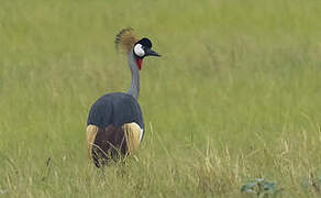 Grey Crowned Crane