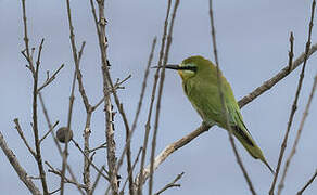 Blue-cheeked Bee-eater