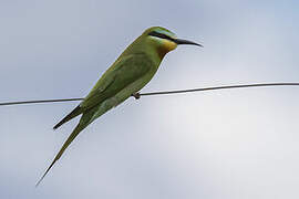 Blue-cheeked Bee-eater