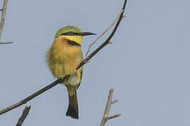 Little Bee-eater