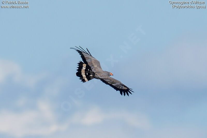 African Harrier-Hawk