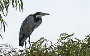 Black-headed Heron