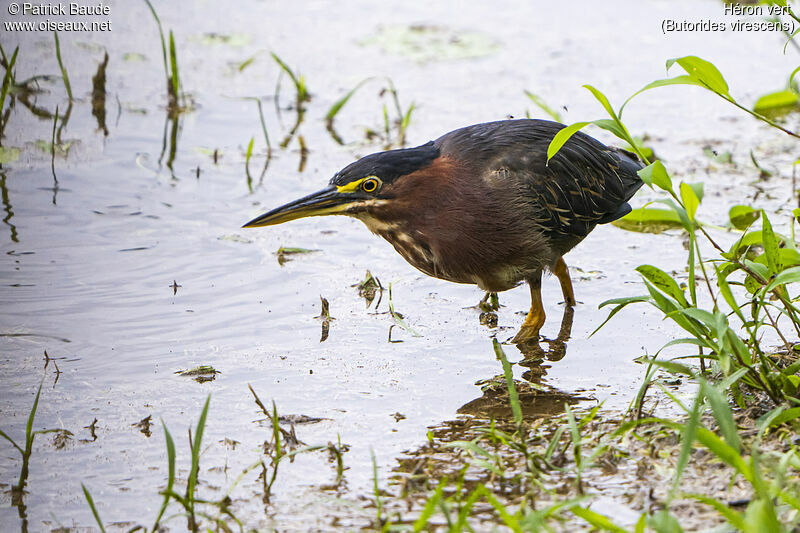 Green Heronadult