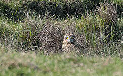 Hibou des marais