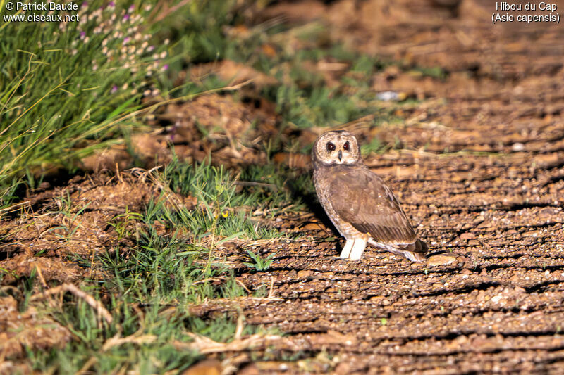 Hibou du Capadulte