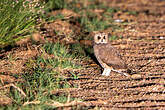 Hibou du Cap