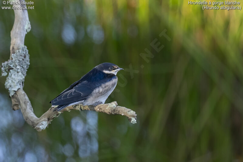 White-throated Swallowadult