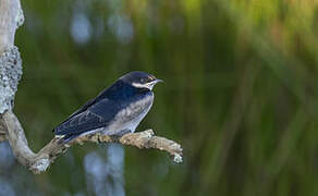 White-throated Swallow