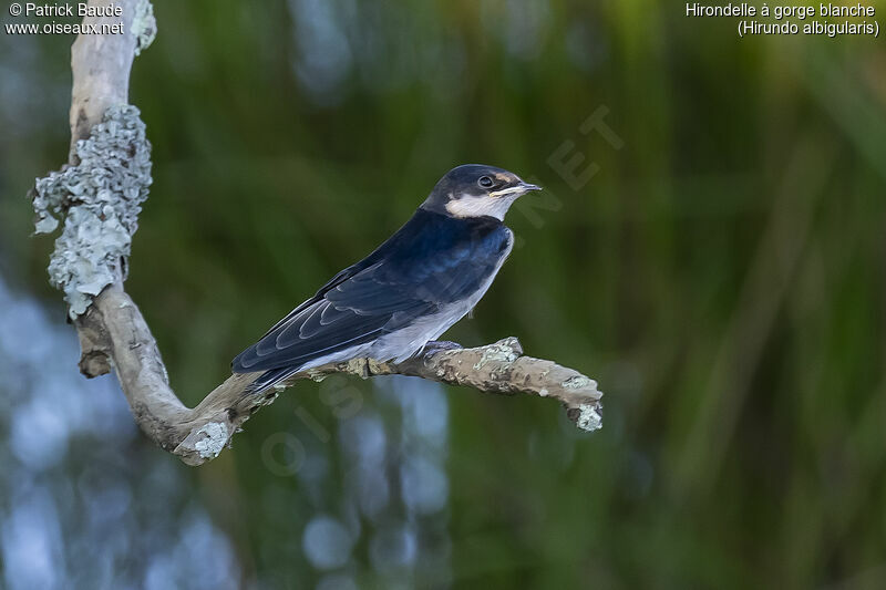 White-throated Swallowadult