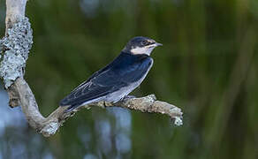 White-throated Swallow