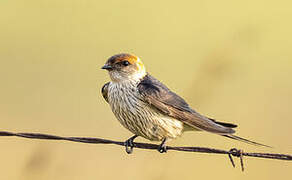 Greater Striped Swallow