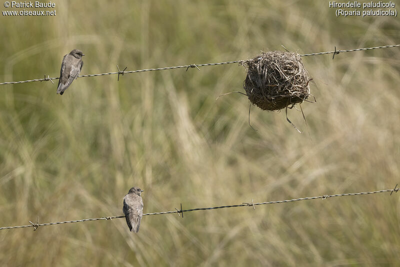 Brown-throated Martinadult