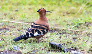 African Hoopoe