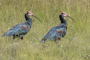 Ibis du Cap