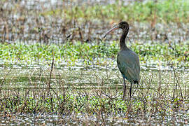 Glossy Ibis