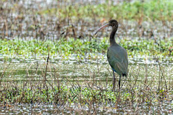 Ibis falcinelle