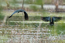 Ibis falcinelle