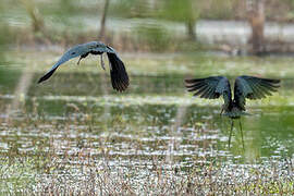 Ibis falcinelle