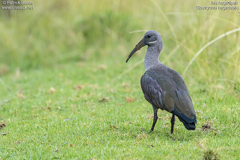 Ibis hagedashadulte